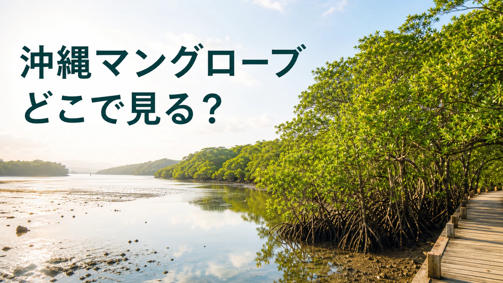 沖縄本島のマングローブ林と水辺を比較する自然体験ガイドのイメージ
