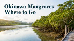 Where to See Mangroves on Okinawa Main Island: Naha, Kin, Gesashi, and Where to Stay